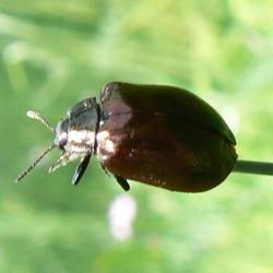 Chrysomela cuprea Chrysomela cuprea